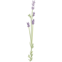 Naklejka premium Charming Lavender Vector Illustrations: Cute and Versatile Lavender Flower Graphics in High-Resolution for Crafts, Decor, and Creative Projects - Instant Download, Perfect for Various Applications