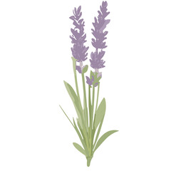 Fototapeta na wymiar Charming Lavender Vector Illustrations: Cute and Versatile Lavender Flower Graphics in High-Resolution for Crafts, Decor, and Creative Projects - Instant Download, Perfect for Various Applications