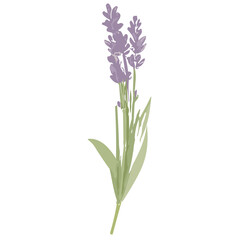 Fototapeta na wymiar Charming Lavender Vector Illustrations: Cute and Versatile Lavender Flower Graphics in High-Resolution for Crafts, Decor, and Creative Projects - Instant Download, Perfect for Various Applications
