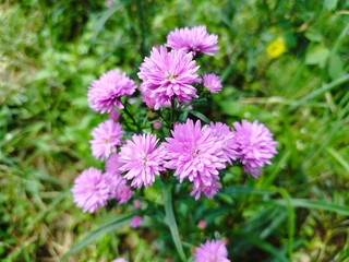 Fototapeta premium Beautiful dan colourful purple marigold flower aster amellus