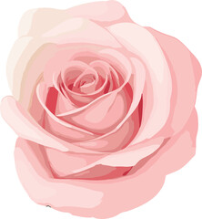 Beautiful pink rose isolated on white background with soft petals, a symbol of love and romance in nature's delicate bloom