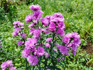 Obraz premium Beautiful dan colourful purple marigold flower aster amellus
