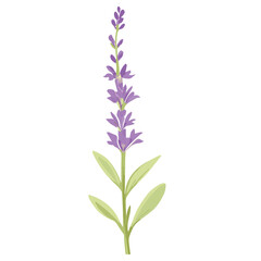 Fototapeta na wymiar Lavender flowers in full bloom, isolated on a white background, showcasing the beauty of nature with shades of purple, pink, and blue in a wildflower arrangement