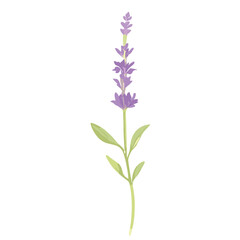 Lavender flowers in full bloom, isolated on a white background, showcasing the beauty of nature with shades of purple, pink, and blue in a wildflower arrangement