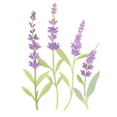 Fototapeta na wymiar Lavender flowers in full bloom, isolated on a white background, showcasing the beauty of nature with shades of purple, pink, and blue in a wildflower arrangement