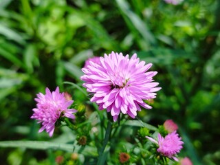 Beautiful dan colourful purple marigold flower aster amellus