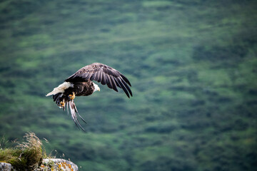 Das Wappentier der USA - Fliegender Weißkopfseeadler auf Beutefang -