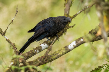 Smooth-billed Ani - Crotophaga ani, unique beautiful black cuckoo from Latin America woodlands and forests, Cambutal, Panama.