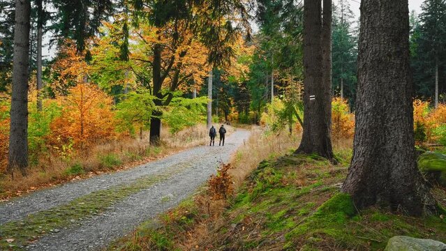 A couple of tourists walk along a hiking trail. Hiking in the autumn forest in the mountains, stock video 4k