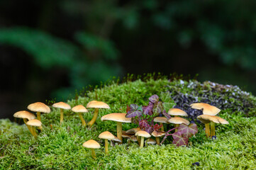Pilz auf Baumstumpf