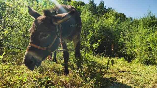 Close-up of a donkey eating grass in a clearing in the morning sun. Lower angle, wide angle. Green summer forest in the background. Donkey on a free walk. The concept of livestock and cattle breeding