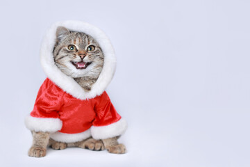Cat in a Santa suit is smiling. Cat with open mouth showing teeth.  Happy cat in a New Year's outfit