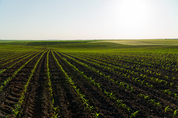 Big corn field. A field with corn sprouts growing in the ground. Cultivation of sweet corn. Growing...