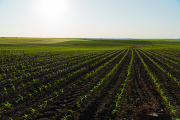 Beautiful lines with small corn sprouts. Sprouts of corn grow in the field in black soil. Many...