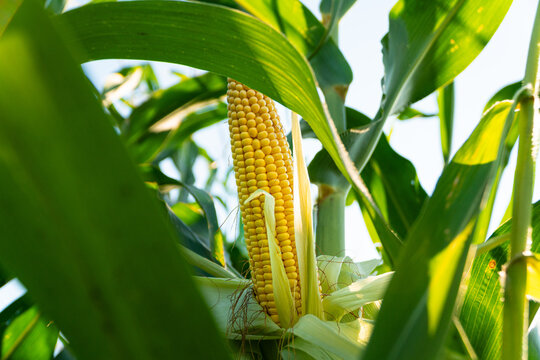 Beautiful yellow corn in the field. Corn harvesting season. Beautiful image of ripe corn. Corn plantation