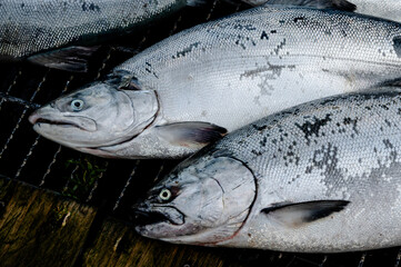 Frisch gefangener Coho Salmon, eine der f&uuml;nf Lachsarten von Alaska