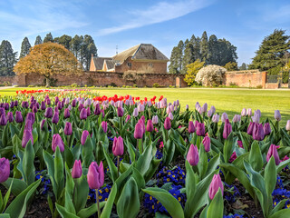 Pink, purple and red tulips and small blue flowers, growing in springtime in front of a green grass lawn and a large house surrounded by a wall. - Powered by Adobe