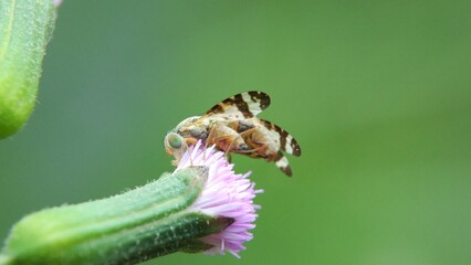 various kinds of insects in nature