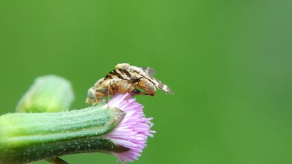various kinds of insects in nature