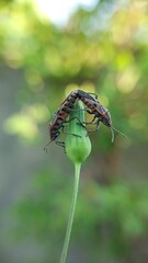 various kinds of insects in nature