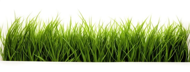 green grass isolated on white background