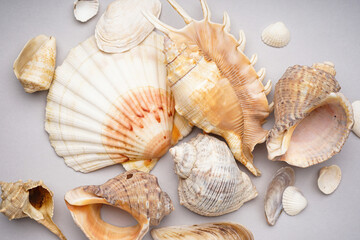 Many beautiful sea shells on grey background, top view