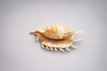 Beautiful sea shell on grey background, top view.