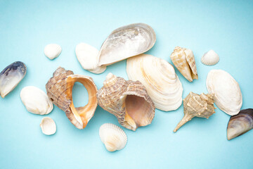Close-up many beautiful sea shells on blue background, top view.