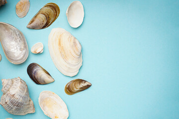 Many beautiful sea shells on blue background, space for text. Top view.