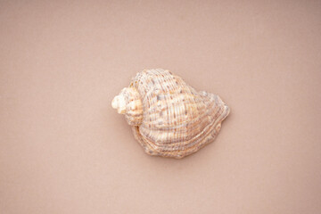 Many beautiful sea shells on beige background, top view. Close-up.