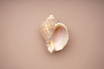 Many beautiful sea shells on beige background, top view. Close-up.