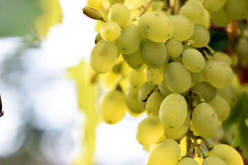 Close up of grapes hanging on branch. Hanging grapes. Grape farming. Grapes farm. Tasty green grape bunches hanging on branch. Grapes. With Selective Focus on the subject.