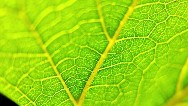 leaf texture. leaf under a microscope. macro green leaf.Leaf in Macro Shot Background. Cell Structure View of Leaf Surface Showing Plant Cells For Education.