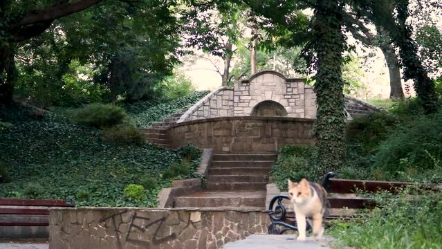 A stray cat walking freely in a beautiful park with a stone fountain. An idyllic, green space in spring, with no people.