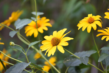 Obraz premium yellow chamomile flowers in the garden. yellow daisy on a beautiful blurred green background, close-up. yellow flowers on the flowerbed. floral background. bright chamomile in spring or summer.