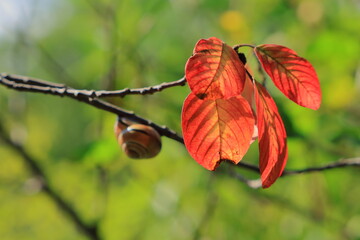 紅葉の葉とカタツムリ