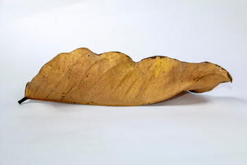 Dead Dry leaf isolated on white background autumn leaves