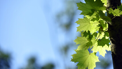 Acer. maple. Young green leaves on a tree branch under the rays of the spring sun. branch with young green leaves. tree leaves in the sun. spring morning, season. nature, close-up. background