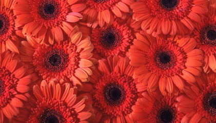 many red gerber flowers pattern