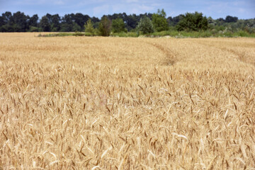 Ripe large golden ears of wheat against the yellow background of the field. Close-up, nature. The idea of a rich summer harvest, farming, agricultural industry for food. Spot focus on spikelet