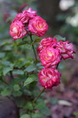 pink rose in garden