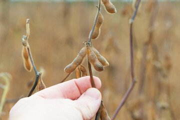 Glycine max. soy in hand. elite soybeans in the farmer's hand, holding his fingers. full pods of soybeans. autumn season. harvesting, autumn harvest, close-up, macro photo