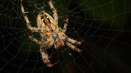 Cross Orb Spider sitting in it's web