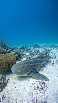 Close up portrait of a zebra shark resting on a sea floor.