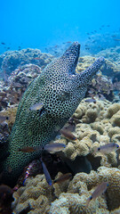 Close up portrait of a honeycomb moray eel. - 642474700