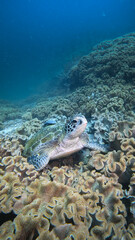 Obraz premium Turtle with a remora attached to its shell resting in soft coral.