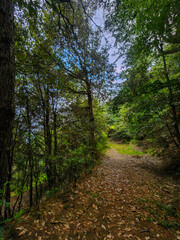 Trekking in a mountain forest is an enchanting adventure that immerses you in the serene beauty of nature.