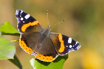 Butterfly Admiral. big beautiful butterfly on a green background top view. Vanessa atalanta close - up. Beautiful big butterfly with orange wings. Macro photography of wildlife, insect