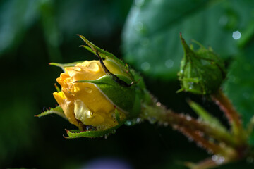 yellow rose bud
