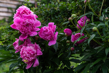 pink flowers in the garden